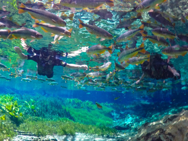 Tudo sobre o Aquário Natural de Bonito