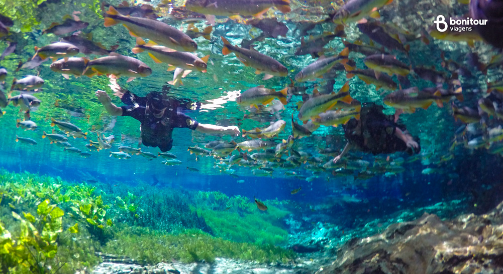 Tudo sobre o Aquário Natural de Bonito