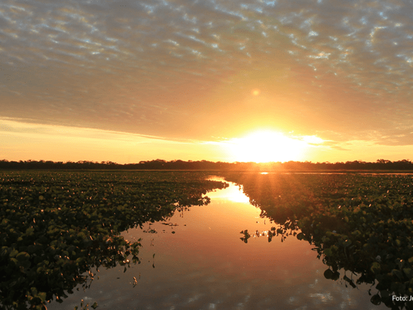 O que fazer no Pantanal