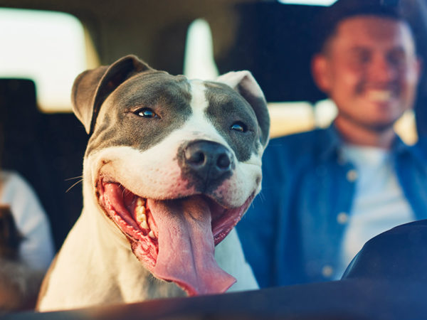 Viajar com pets: dicas para viajar com o seu melhor amigo de carro ou avião