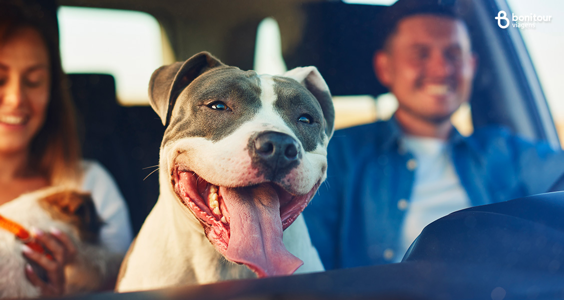 Viajar com pets: dicas para viajar com o seu melhor amigo de carro ou avião